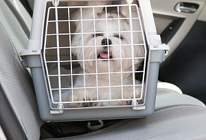 Protect your pet while driving