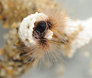 sandcastle-worm
