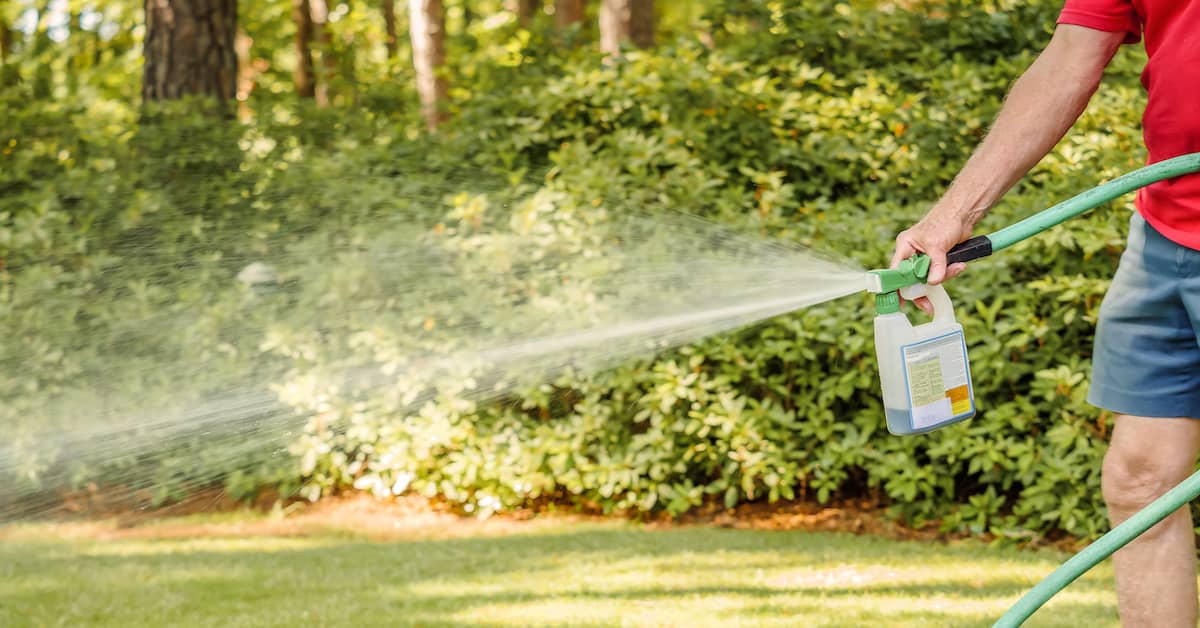 man spraying Roundup weed killer on his lawn